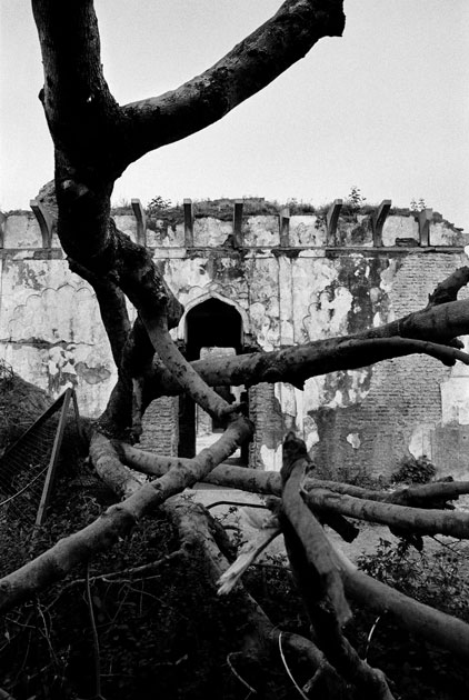 07_intach.ruins.tree.delhi.blackandwhite.india.jpg